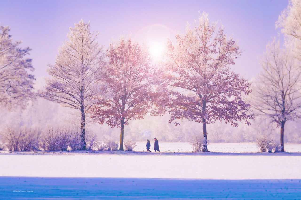 Snow covered forest