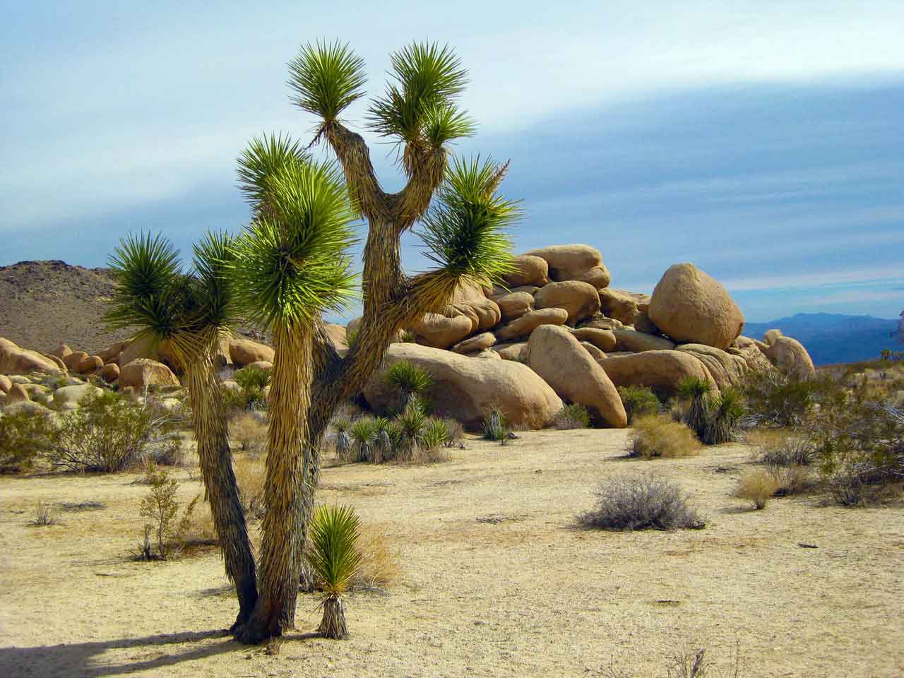 Sunny desert with cactus